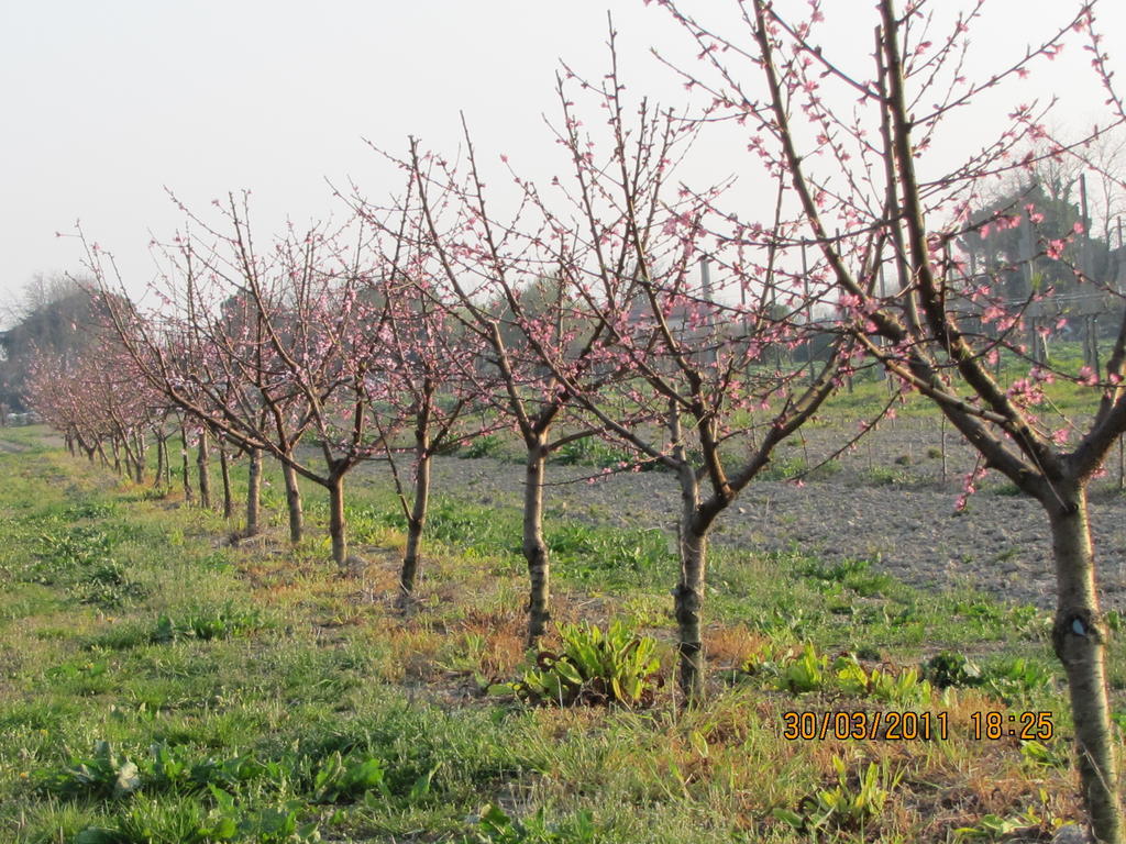 Agriturismo Ca' Baccan كافالّينو المظهر الخارجي الصورة